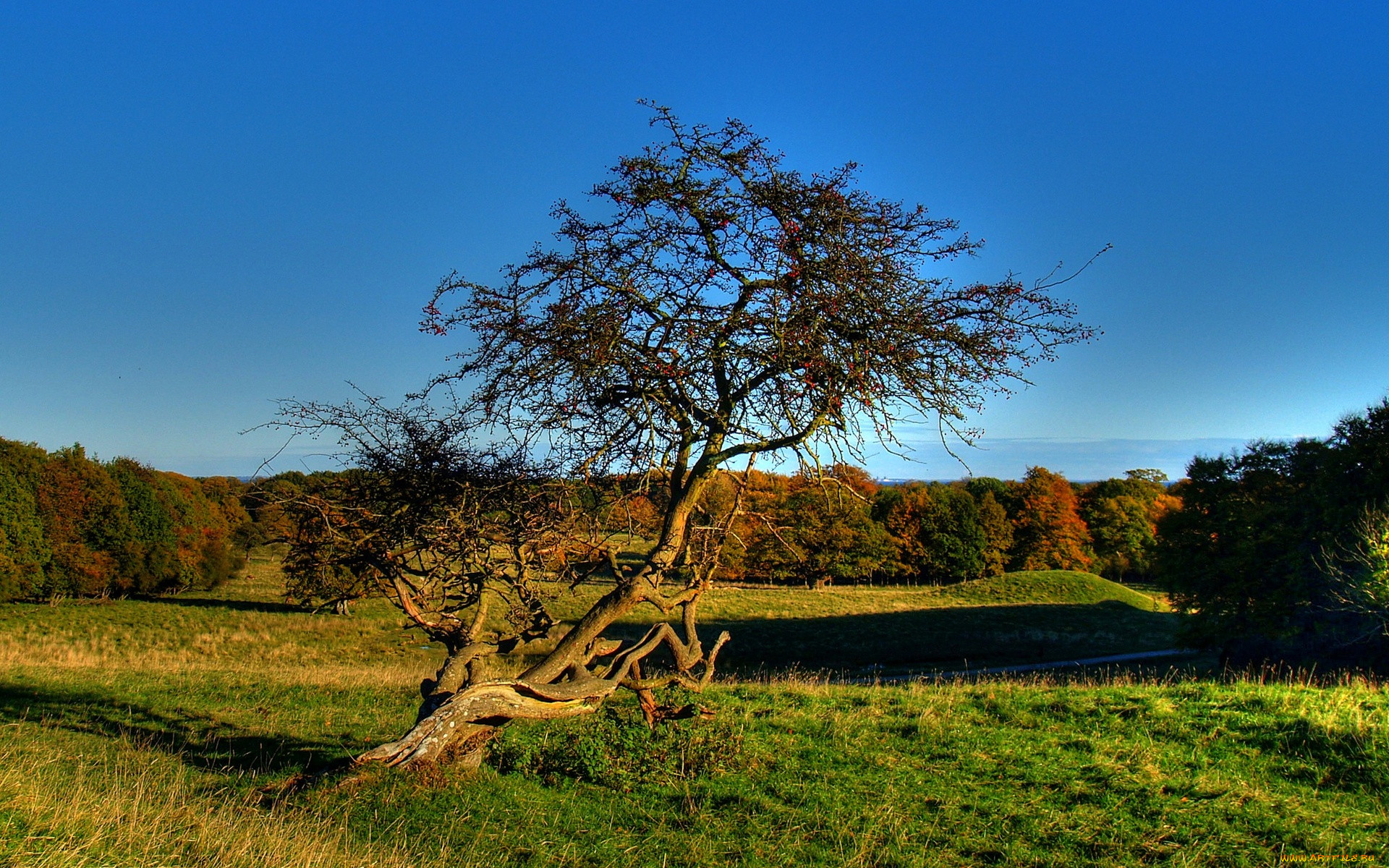 old, apple, tree, , , , 